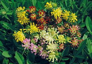 nthyllis vulneraria 'Mountain Pastels